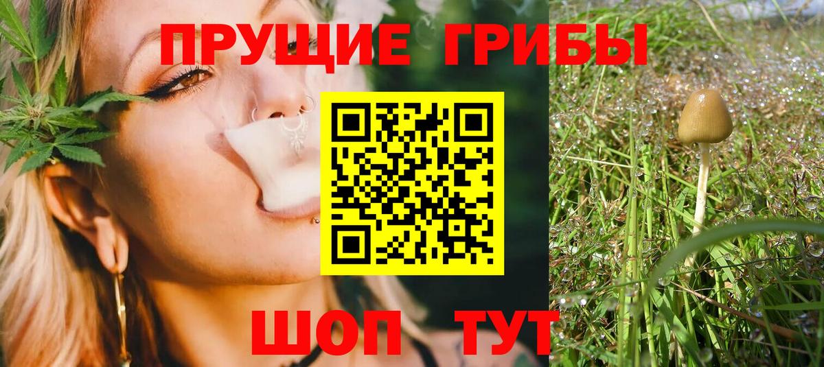 Псилоцибиновые грибы Psilocybe Ржев